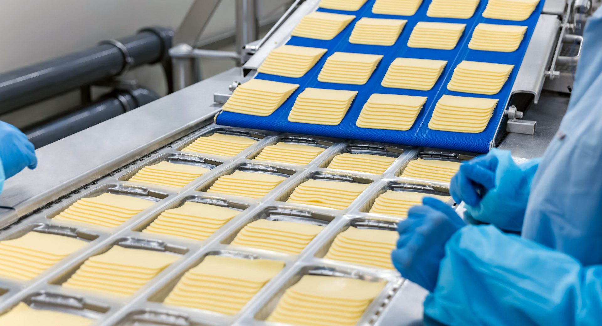 Cheese slices on an assembly line