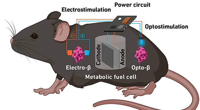 Glucose Management Mouse Model