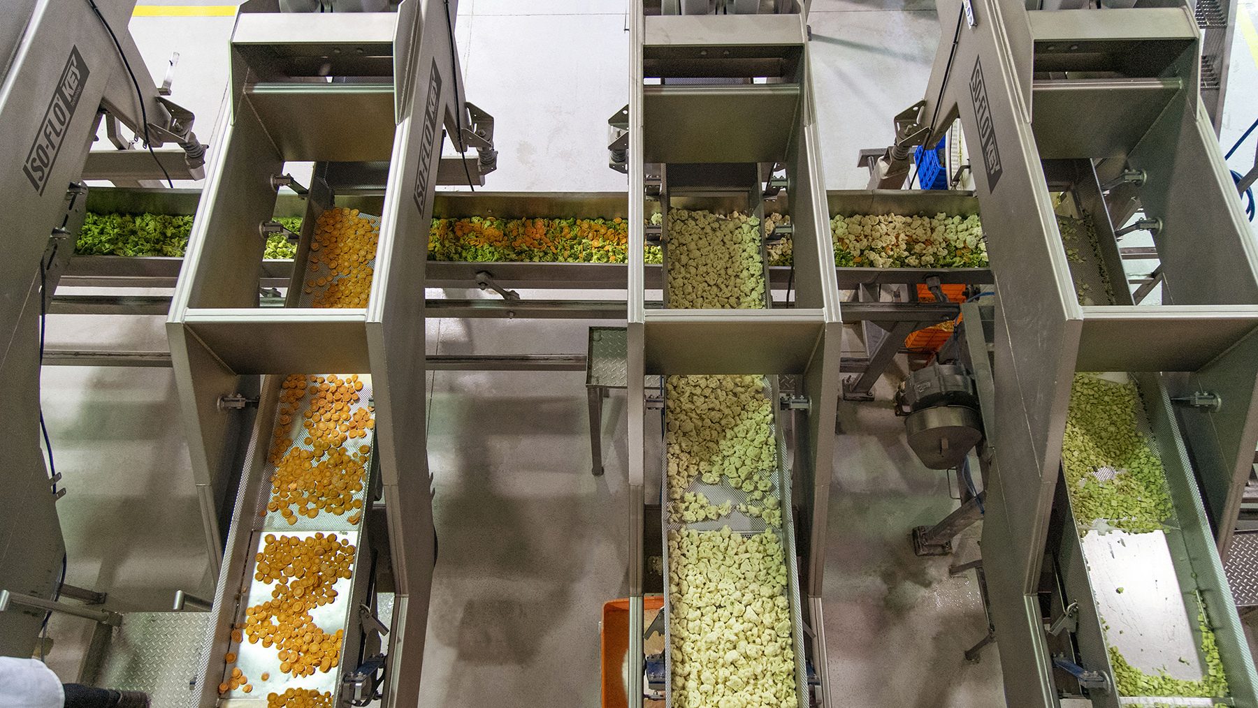 Automated sorting of cut vegetables on multiple conveyor belts in a food processing facility.