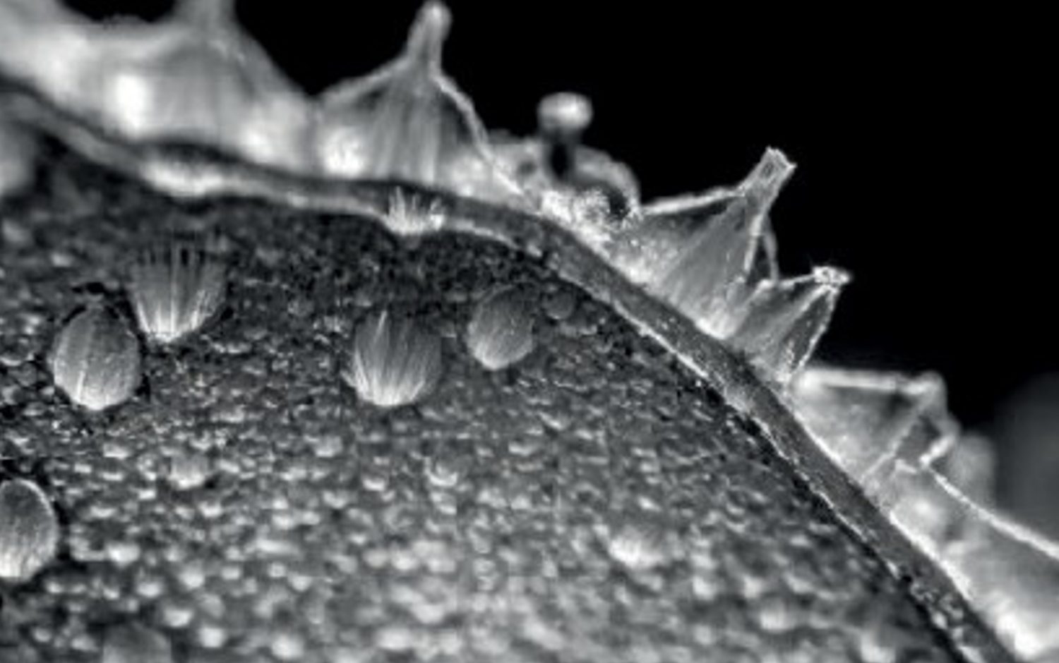 Microscope view of cutin