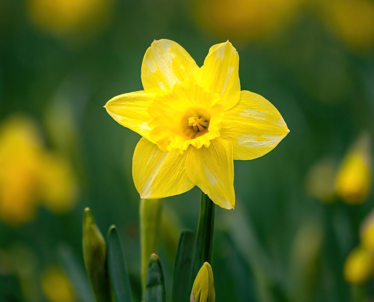 daffodil, nature, easter bell, blossom, flower background, bloom, flower, flower wallpaper, plant, flora, yellow, spring, spring flower, beautiful flowers, botany