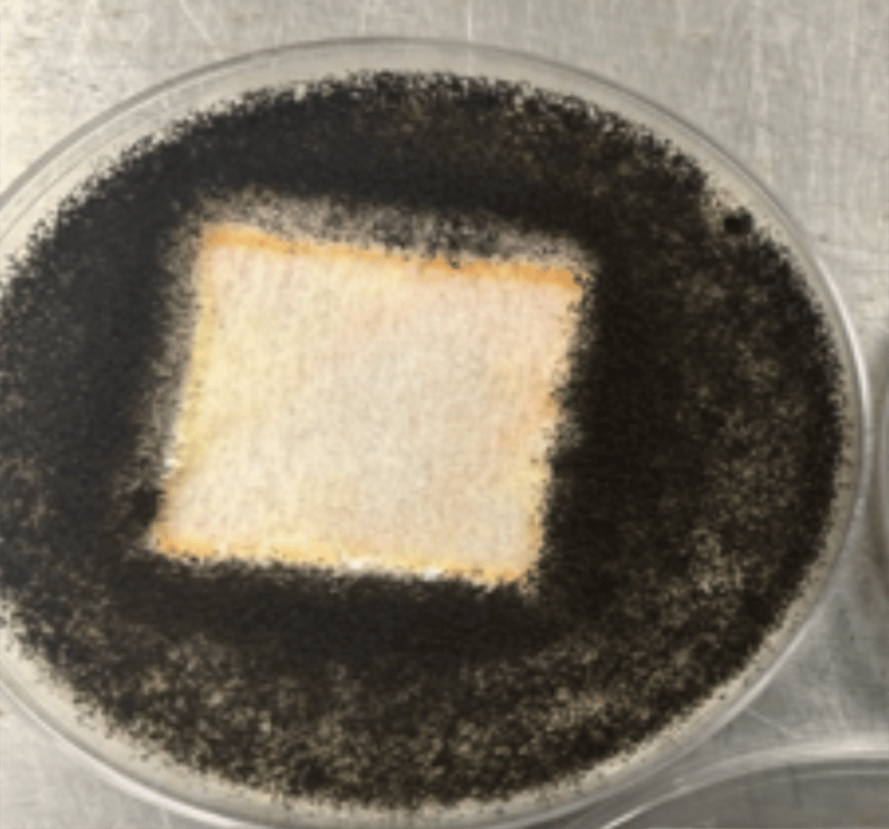 Untreated filter supports fungal growth versus treated filter (here), which shows significantly less growth.