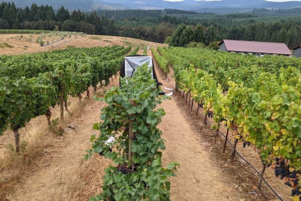 Vineyard
