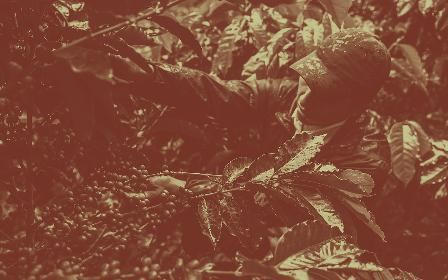 Person in a hat picking coffee beans from a plant.