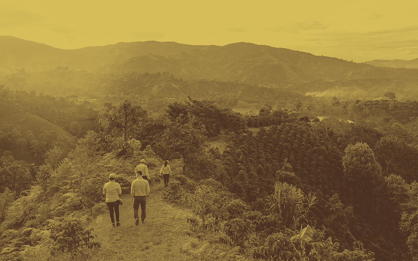 Four people walk a path through a lush, mountainous coffee farm.