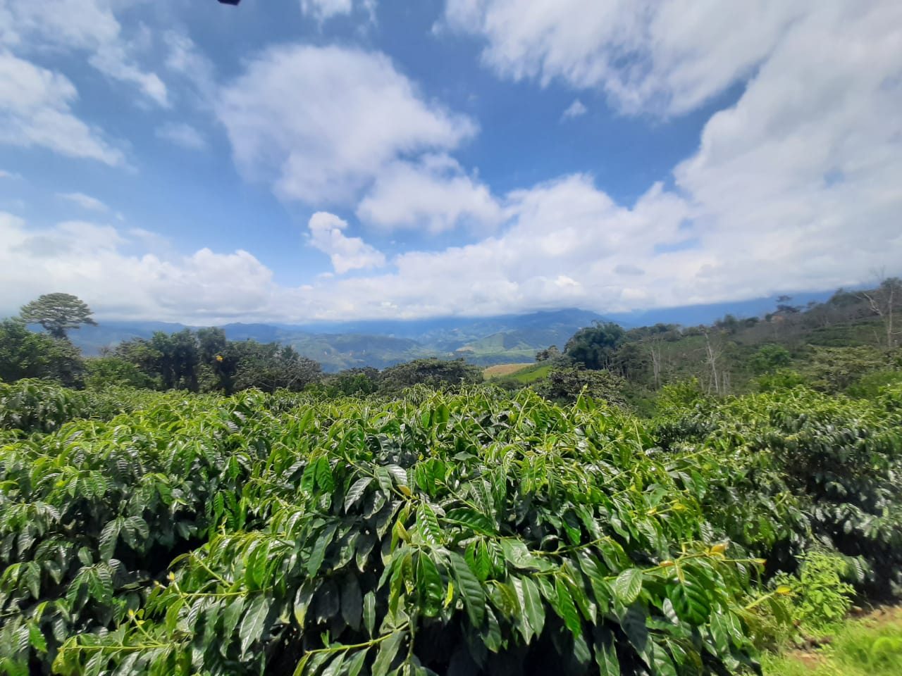 Plantation