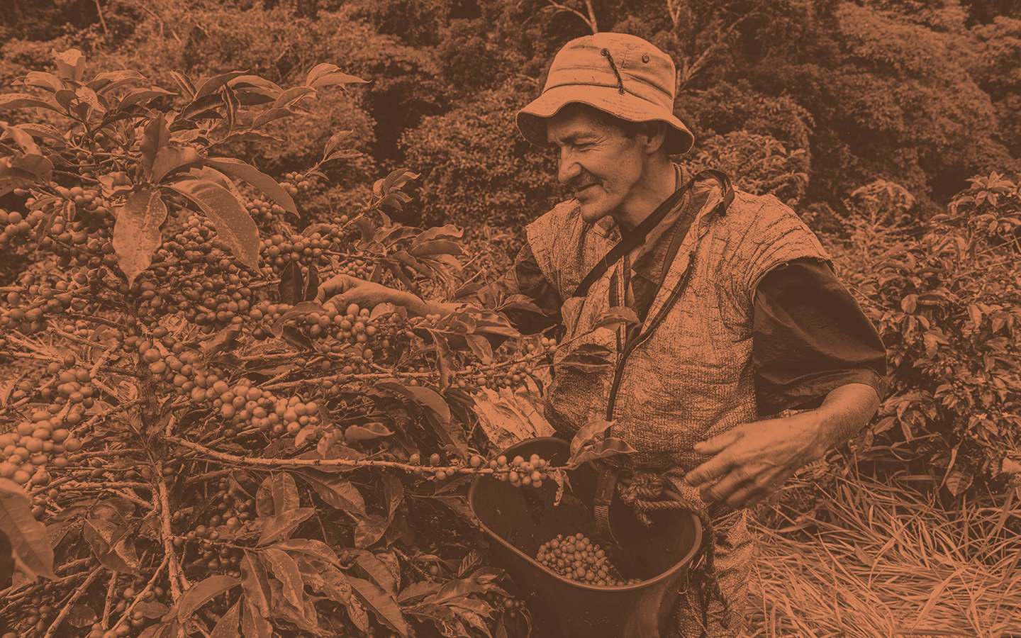 Smiling man in hat picking coffee beans from a plant.