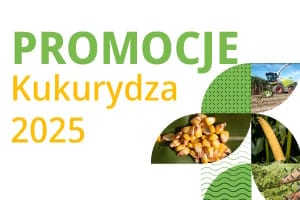 Terrestrial plant, Recipe, Font, Food