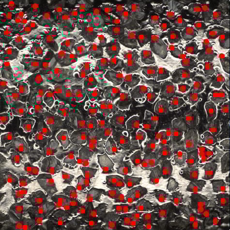 Figure 2 Identification Of Grain Tips