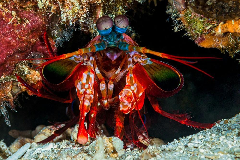 Figure 11 -- Mantis Shrimp
