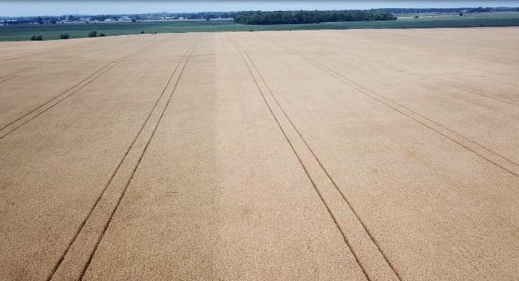Miravis Ace treated wheat