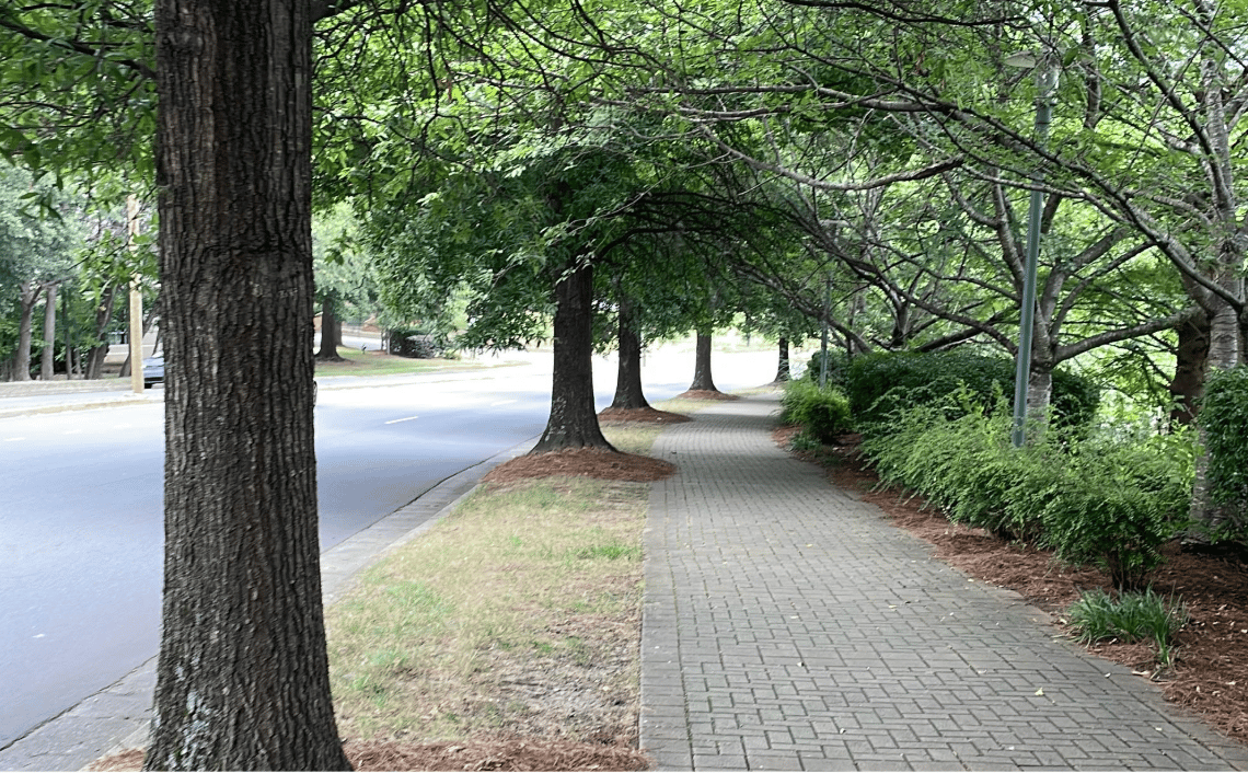 Natural landscape, Road surface, Plant, Tree, Shade, Asphalt, Vegetation, Wood, Trunk, Thoroughfare