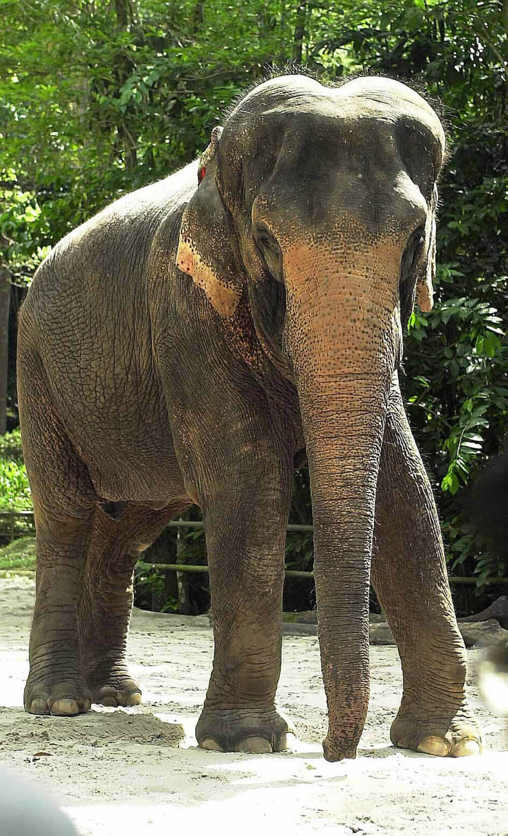 Elephant standing, full body, green background.