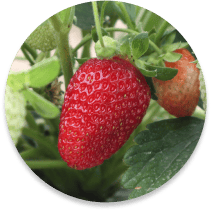 strawberry on the vine