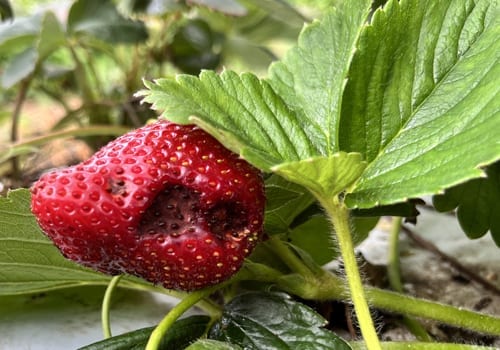 phytophthora on strawberry