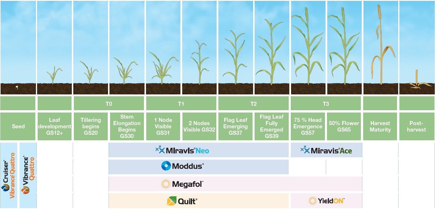 Cereal Application Timing