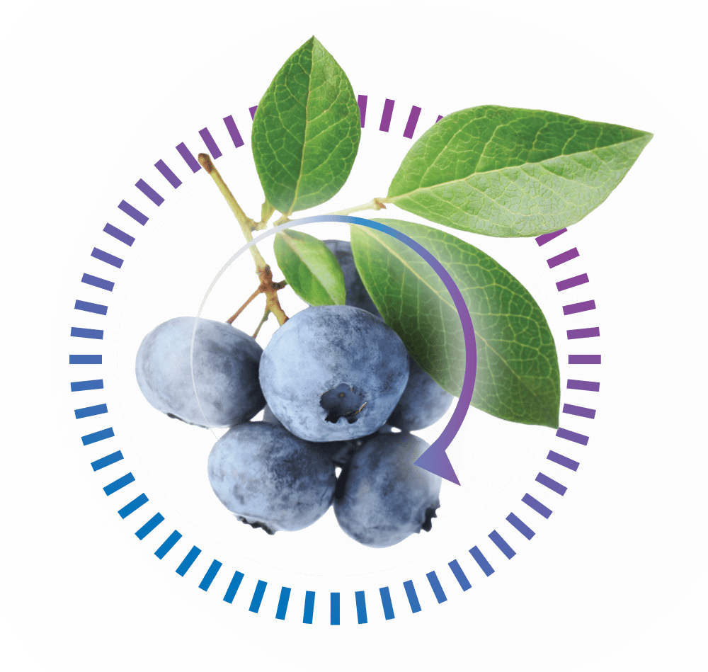 Blue, Produce, Fruit, Berry, Bilberry, Blueberry