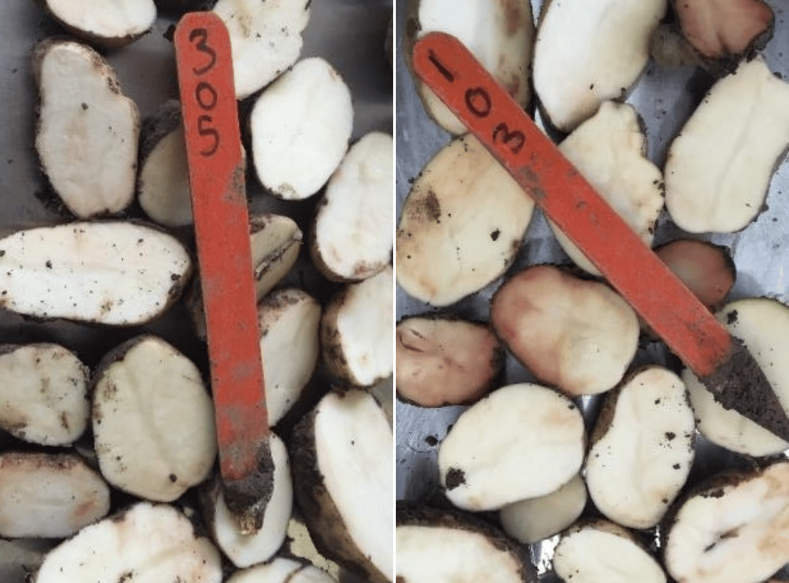side by side comparison of pink rot activity at harvest
