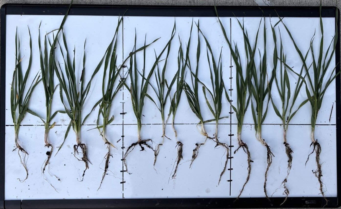 Multiple green plants with roots on a white gridded board for measurement.