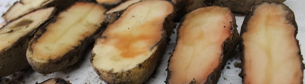 la pourriture rose dans les pommes de terre