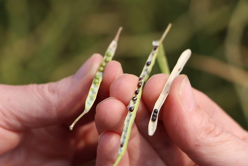 A person holding several open canola pods between their fingers to determine the current stage they are in