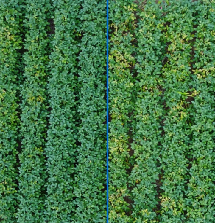 Taken 50 days after planting under natural SCN disease pressure, this photo illustrates the power of an 11.3 bu advantage from TYMIRIUM® technology on soybeans