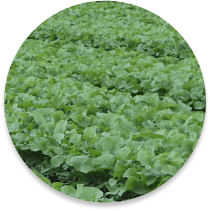 Leaf vegetable, Plant, Ingredient, Cuisine, Grass
