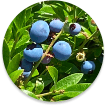lowbush blueberries