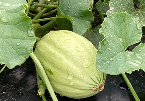 cucurbit squash