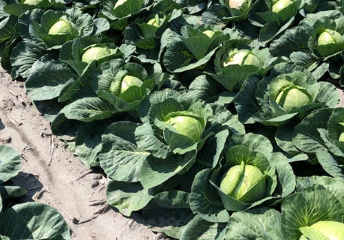 brassica crop