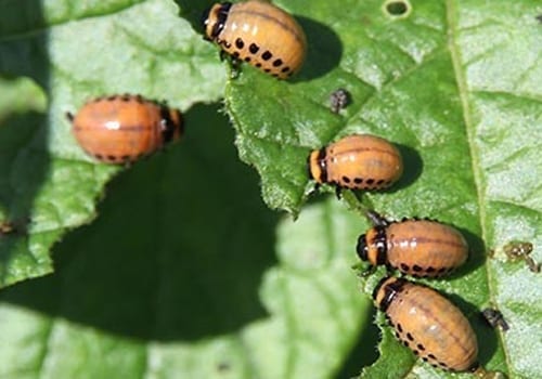insects feeding on plant