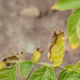 Verticillium wilt on potato leaves