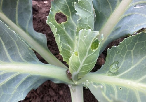brassica crop