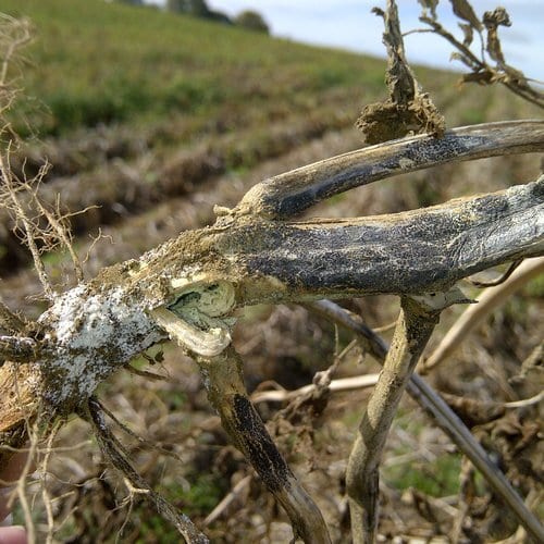black dot infection in potato plant