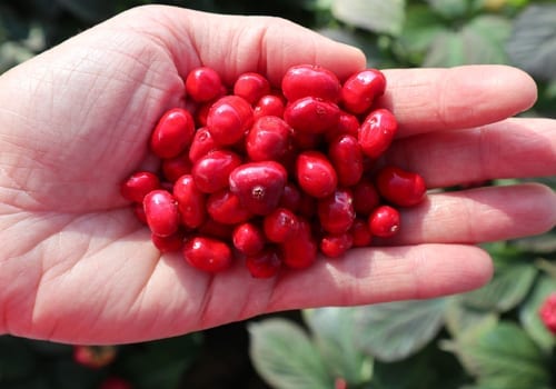 Seedless fruit, Natural foods, Staple food, Ingredient, Gesture, Berry