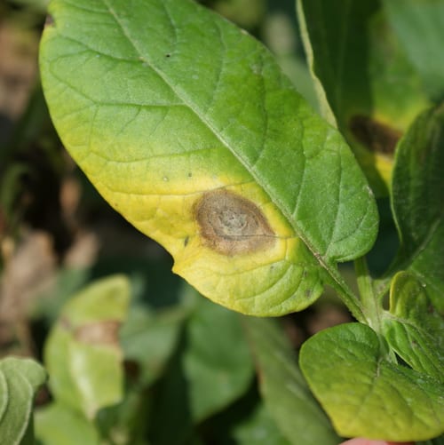 Close-up of a diseased plant leaf with a central brown lesion and yellow halo, indicative of blight.