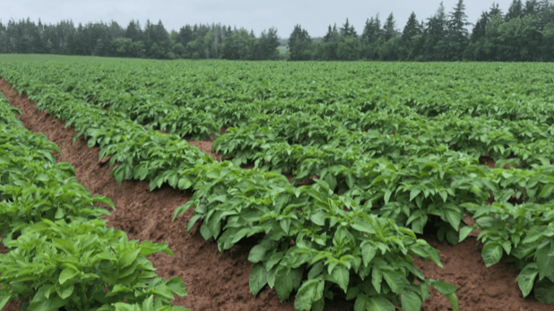rows of healthy potato plants