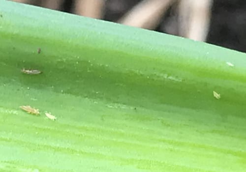 thrips on onion crop