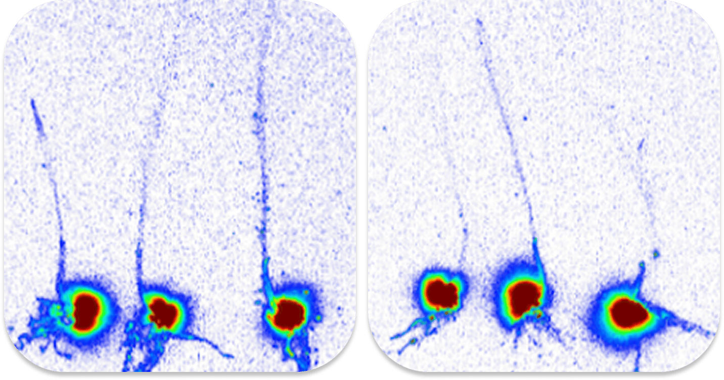 False-color image: Two panels, each with three neuron-like cells and processes, varying intensity.