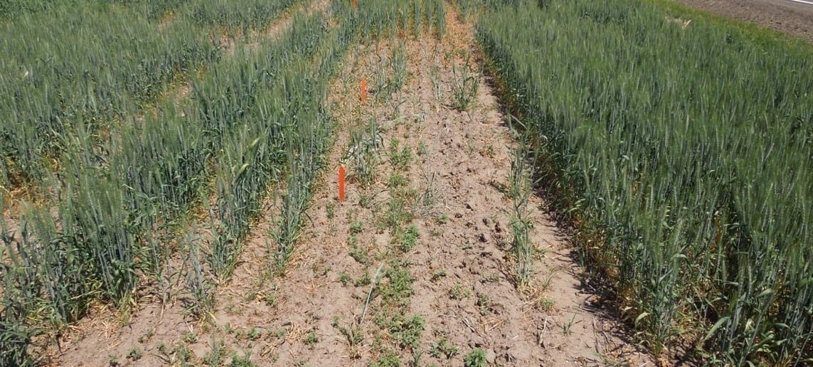 Results of cereal trials conducted in 2015 in USA