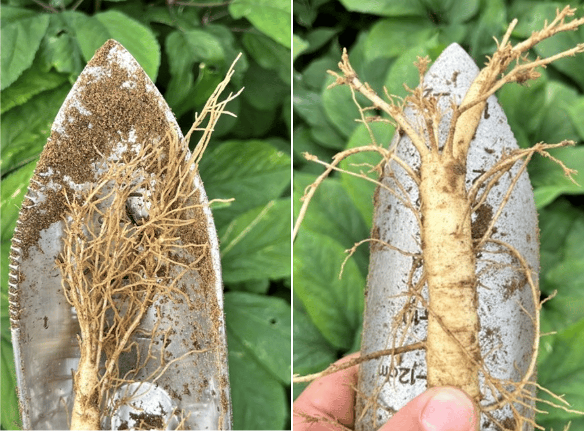 Ginseng | Syngenta Canada Horticulture Hub