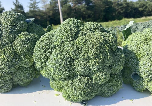 brassica broccoli