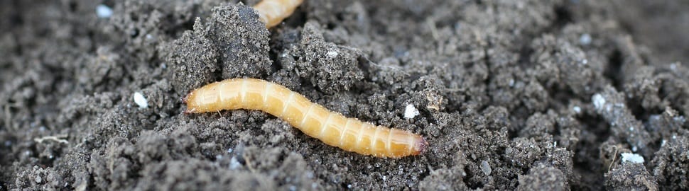 wireworm in brown soil