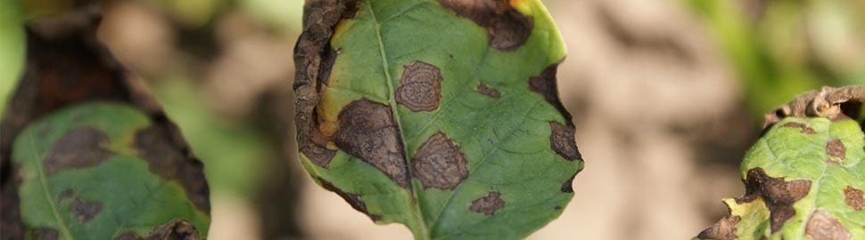 Alternaria