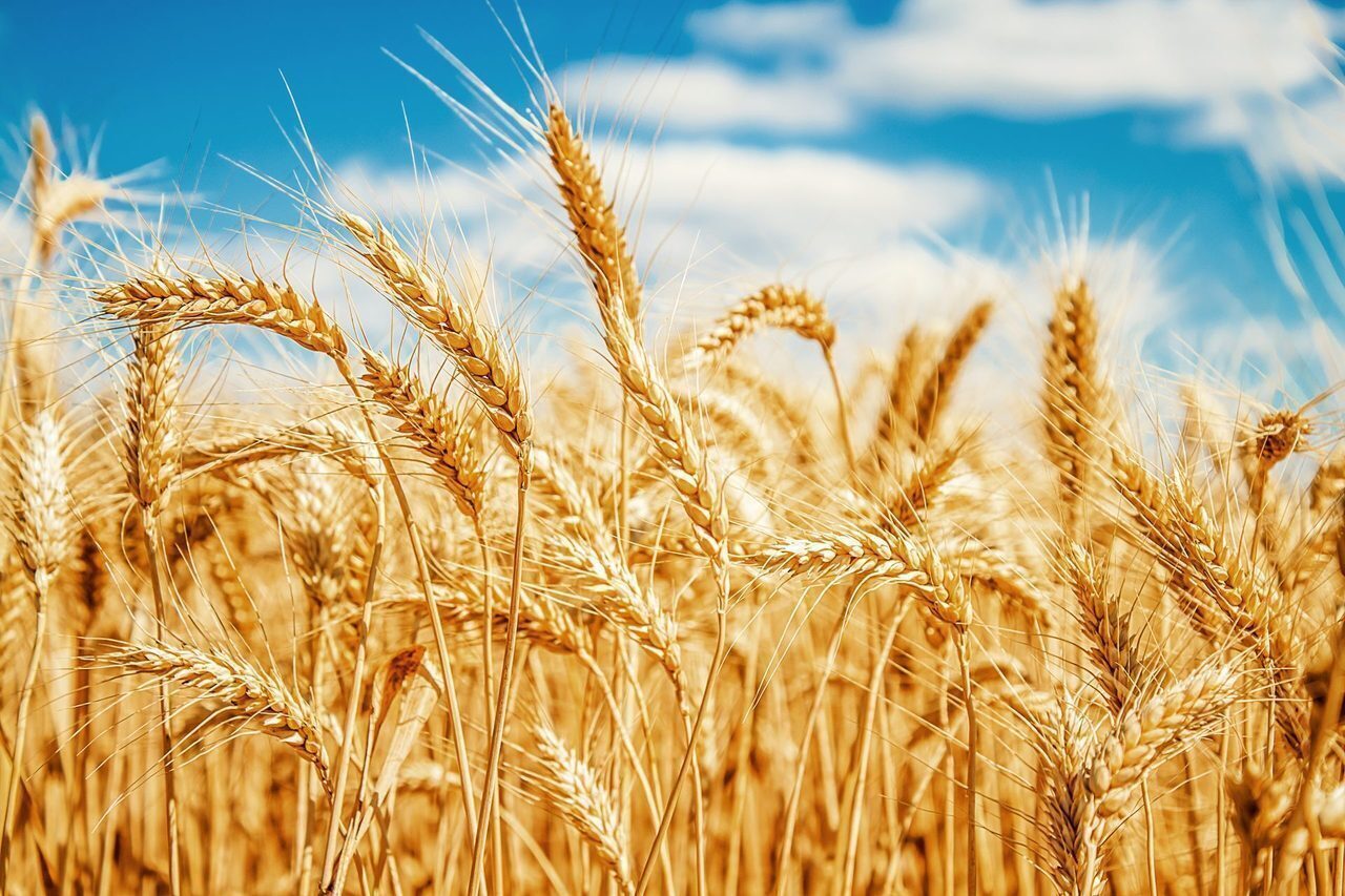 cereal field