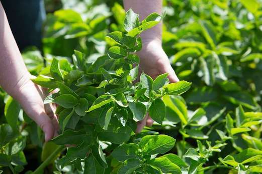Hands tending to lush green plants in a field.