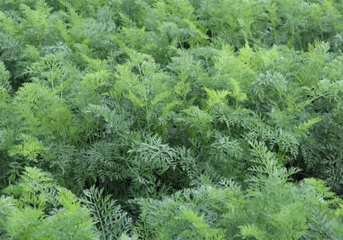 carrot crop