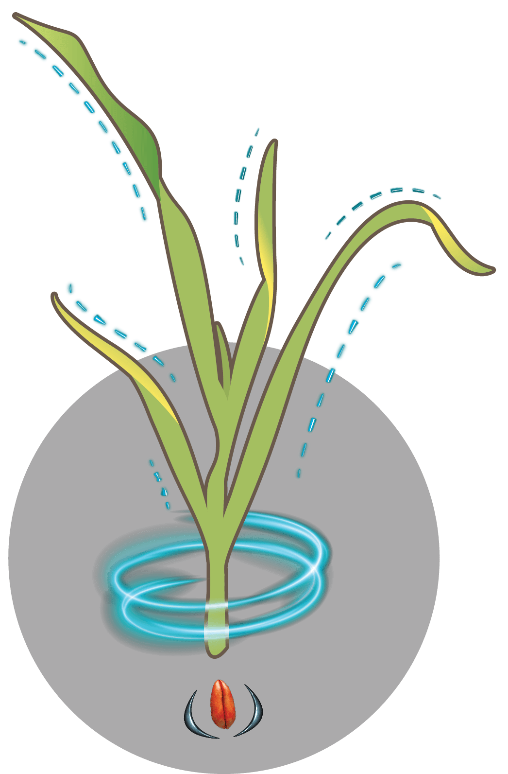 Systemic control in cereal crop
