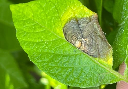 Potato Botrytis infection