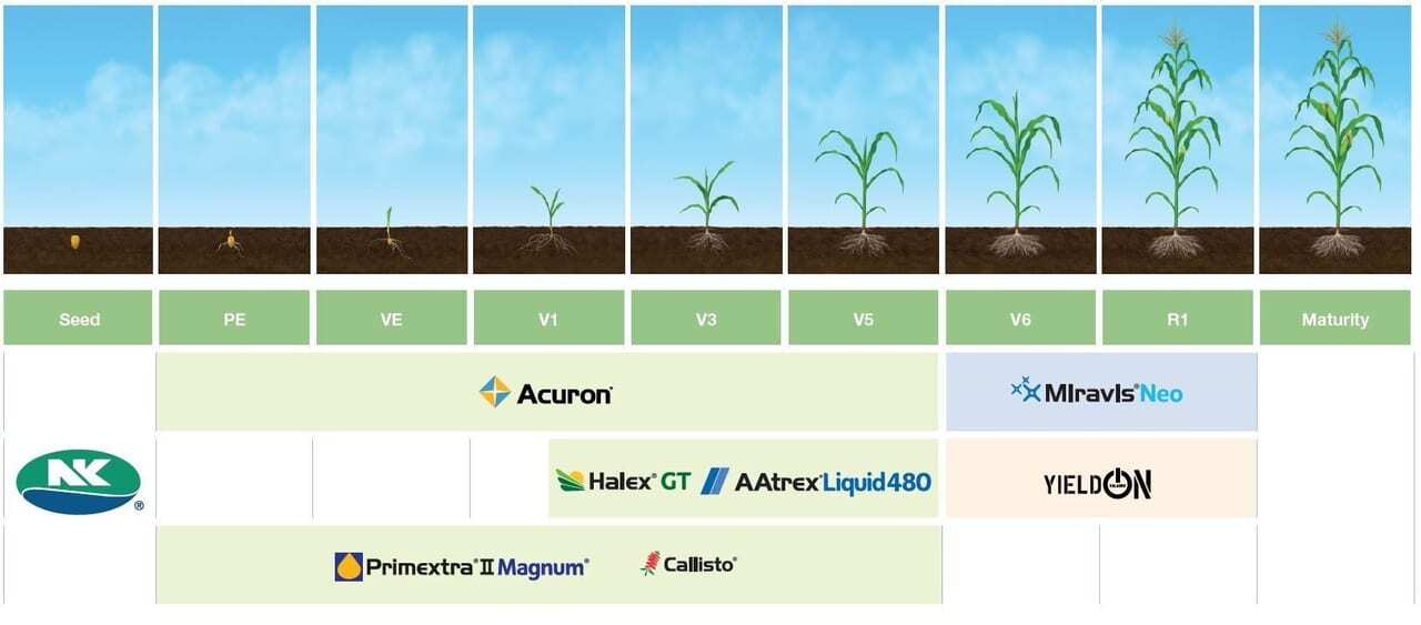 Agriculture, Field, Plantation